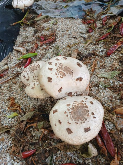 버섯입니다 .식용가능한가요???의 0번 째 이미지