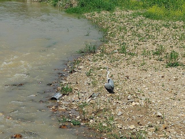 옆으로 걷는 게는 어떻게 물과 육지를 오고 가면서 숨을 쉬나요?의 0번 째 이미지