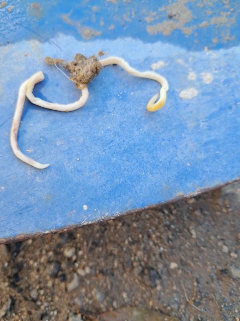 태어난지 생후 40일째 강아지3마리중 한녀석똥에서의 0번 째 이미지