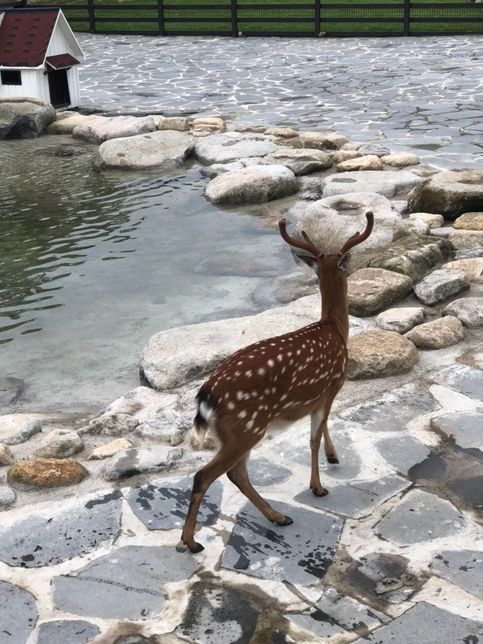꽃사슴은 왜 다른 나라의 반수생 사슴인 물사슴이나 무스처럼 물을 좋아하기도 하나요?의 3번 째 이미지