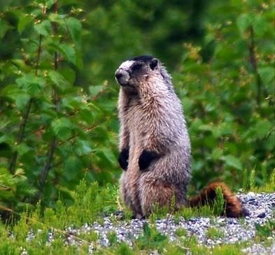 프레리도그와 마멋은 어떤 점에서 다람쥐에 가까운 친척이에요?의 2번 째 이미지