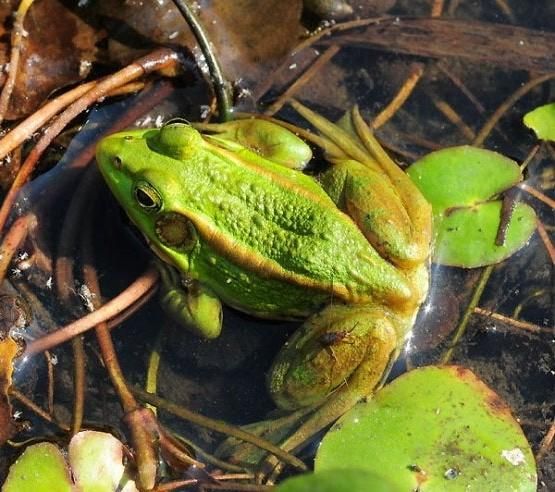 우리나라에만 사는 토종 개구리 이름이 왜 금개구리인가요?의 0번 째 이미지
