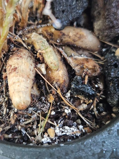 화분 흙에 흰 곰팡이(?) 같은게 있어요의 0번 째 이미지