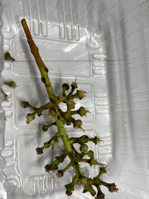 샤인머스캣 줄기에 검은점?혹들위에 털이 피었어요의 0번 째 이미지