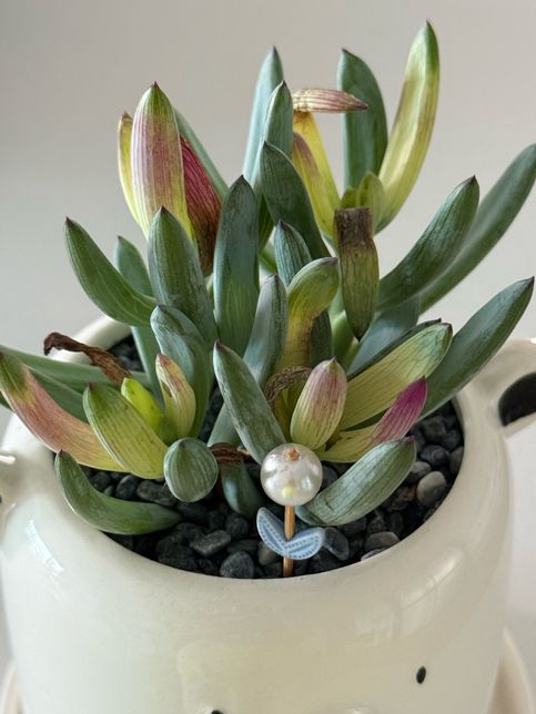 다육이 상태 좀 봐주세요 상태가 점점 더 심해져요의 0번 째 이미지