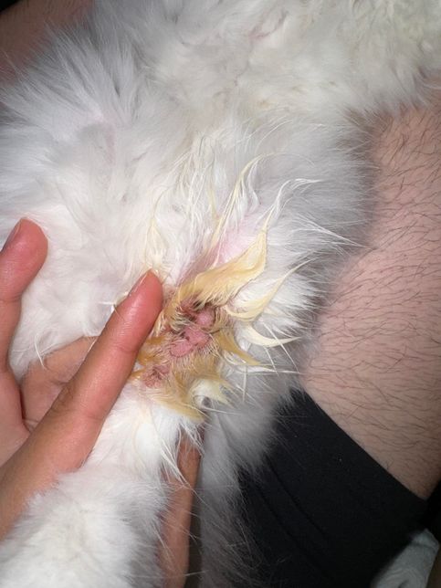 고양이 피부에 이상이 있습니다...의 2번 째 이미지