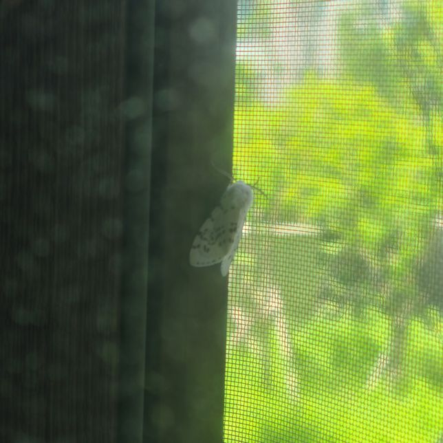 1층아파트 벌래때문에 고민이에요.의 0번 째 이미지