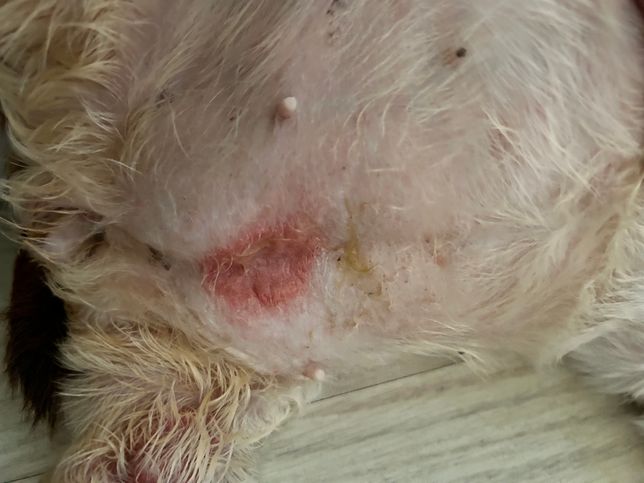 강아지 배에 빨간색 염증이 점점 커져요의 0번 째 이미지