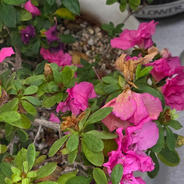 철쭉꽃? 인데 물이 부족한 현상 인가요?의 0번 째 이미지