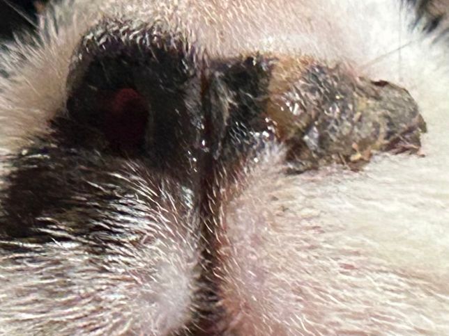 고양이 콧구멍이 큰 딱지로 덮여있어요의 0번 째 이미지