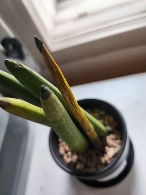 식물이 시들한데 어디가 아픈걸까요?의 0번 째 이미지