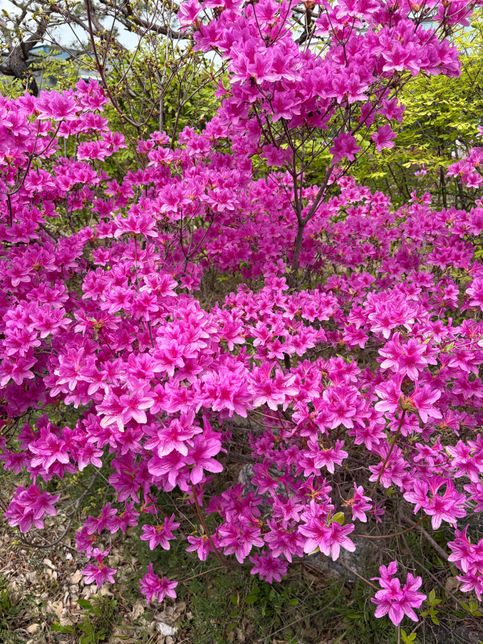 이 꽃 이름들 아시는 분 계신가요?!?의 1번 째 이미지