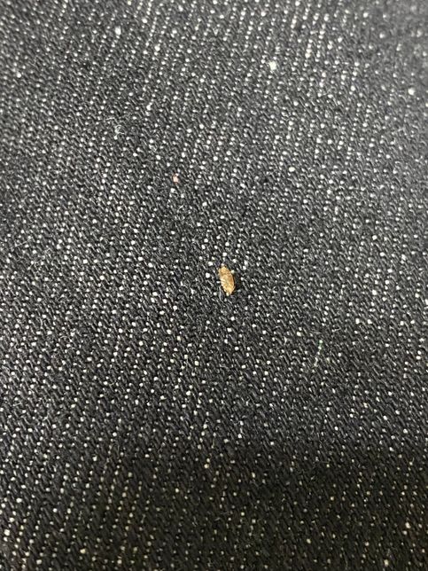 탈피허물로 어느 벌레인지 알 수 있을까요?의 1번 째 이미지