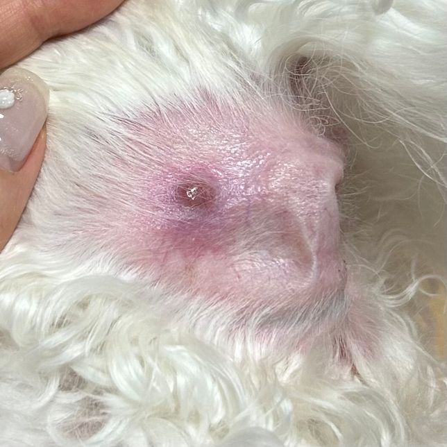 강아지 귀에 염증같은게 생겼는데요..의 0번 째 이미지