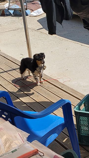 우리집 개는 품종이 무엇일까요????의 0번 째 이미지