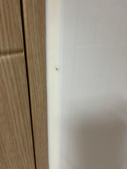 가끔씩 집에서 발견되는 거미 종류에 대해의 0번 째 이미지
