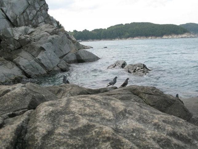 주로 어떤 새들이 바닷가에서 바닷물을 마시면서의 0번 째 이미지