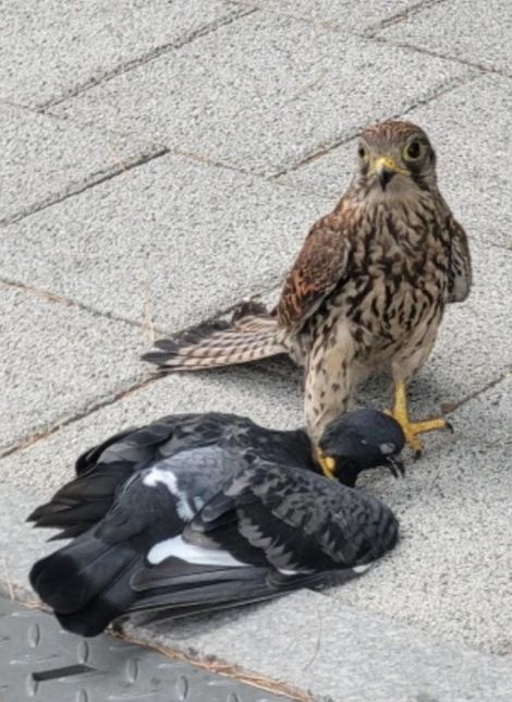 황조롱이는 어떻게 도시에서도 자기 몸보다 큰 비둘기를 제압하게 되었나요?의 0번 째 이미지