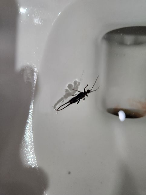 화장실에서 벌레가 나왔는데 뭔가요?의 0번 째 이미지