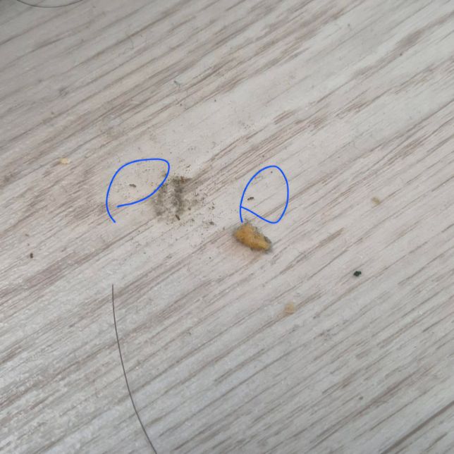 침대 아래에 이거 무슨 벌레인가요??의 1번 째 이미지