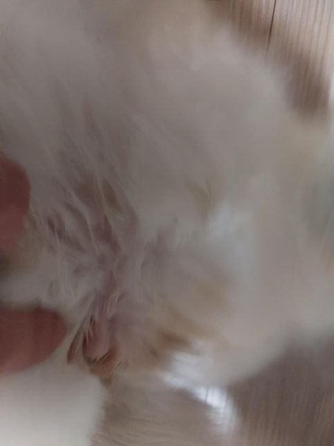 고양이 암컷 생식기가 부어올랐는데 봐주세요의 0번 째 이미지