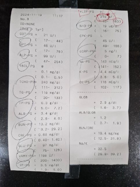 강아지 혈액 검사 한번만 봐주세요... LYM% 99.4 최고치 높게 나오는 이유??의 1번 째 이미지