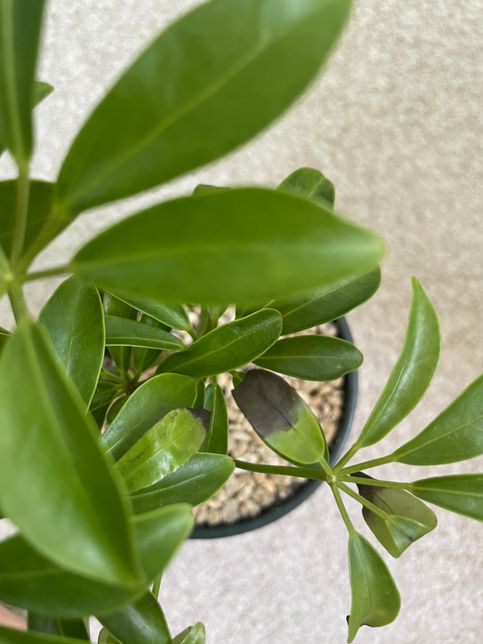 키우고 있는 홍콩야자가 비실비실거리는 것 같아요 ㅠㅠ의 1번 째 이미지