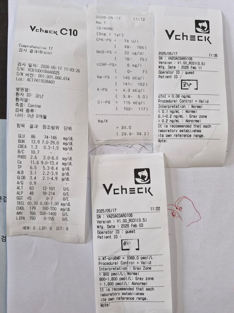 노견 PCR 검사 결과지가 나왔는데요.. 치료 안해도 될정도인지 알고싶습니다.의 2번 째 이미지