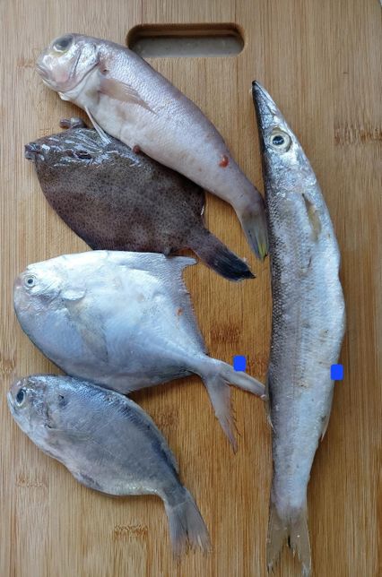 이 생선들 이름이 뭔지 궁금한데 알려주세요의 0번 째 이미지