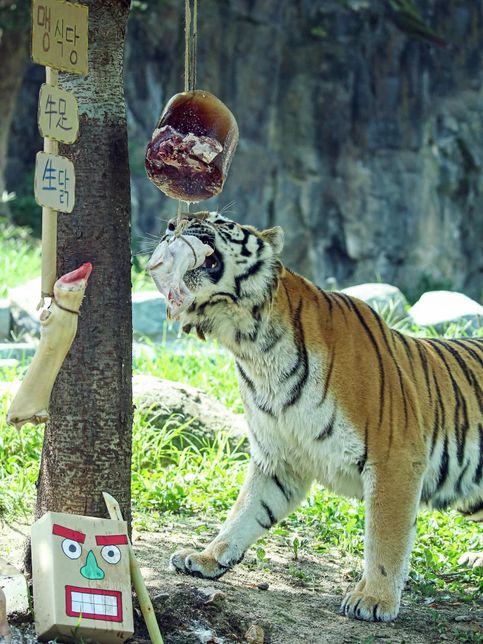 서울대공원 동물원에서는 국내산 무와 배추, 호박을 넘어 왜 칡과 나물도 캐고 대나무도 베어서 동물들 먹이로 제공하나요?의 0번 째 이미지