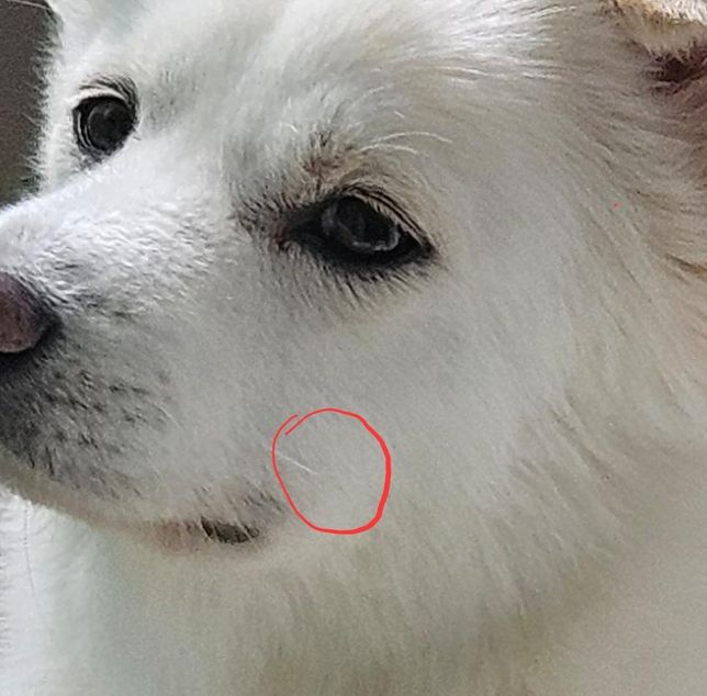 강아지 입옆, 턱에 원래 뭔가가 잡히나요?의 0번 째 이미지