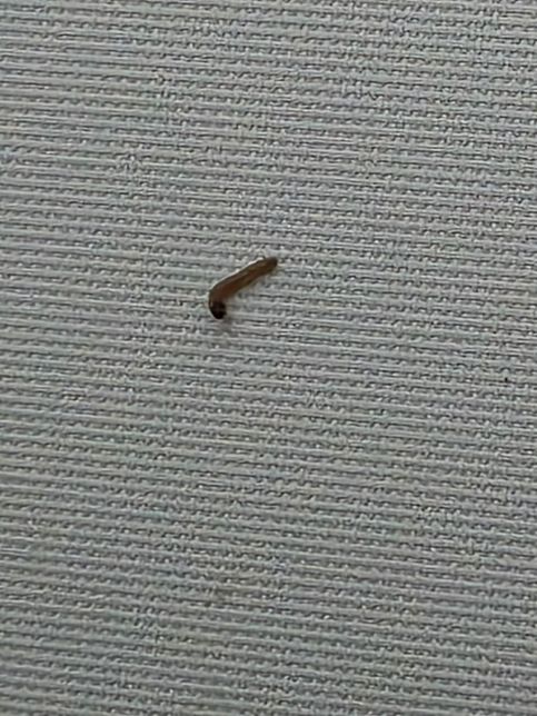 방벽지에 붙어있던 애벌레인데 뭔지 궁금합니다.의 0번 째 이미지