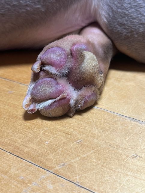 강아지 발 지혈하느라 양말을 신기고 고무줄로 고정해놨는데 그것때문에 부은 것 같아요 집에서 할 수 있는 대처법이랑 병원에 가야하는지도 알려주세요ㅠㅠ의 2번 째 이미지