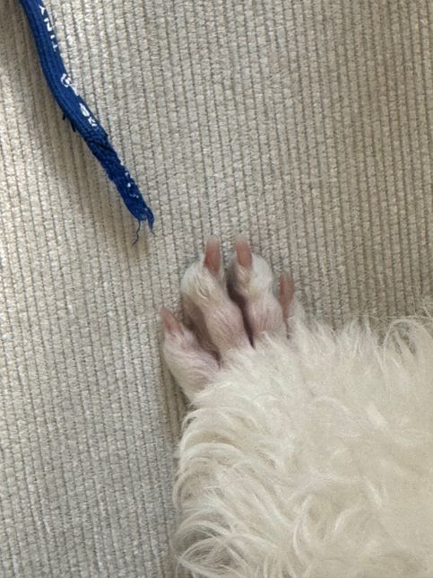 강아지 발톱이 안쪽으로 휘어졌어요.의 0번 째 이미지