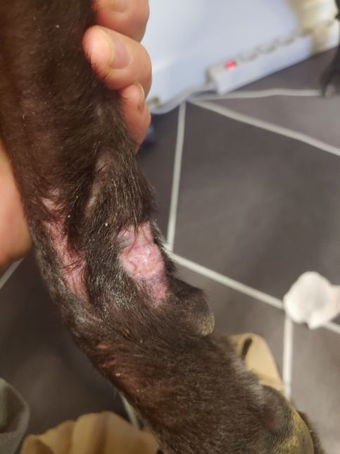 개 상처 치료 차도 가 없어요.....의 1번 째 이미지