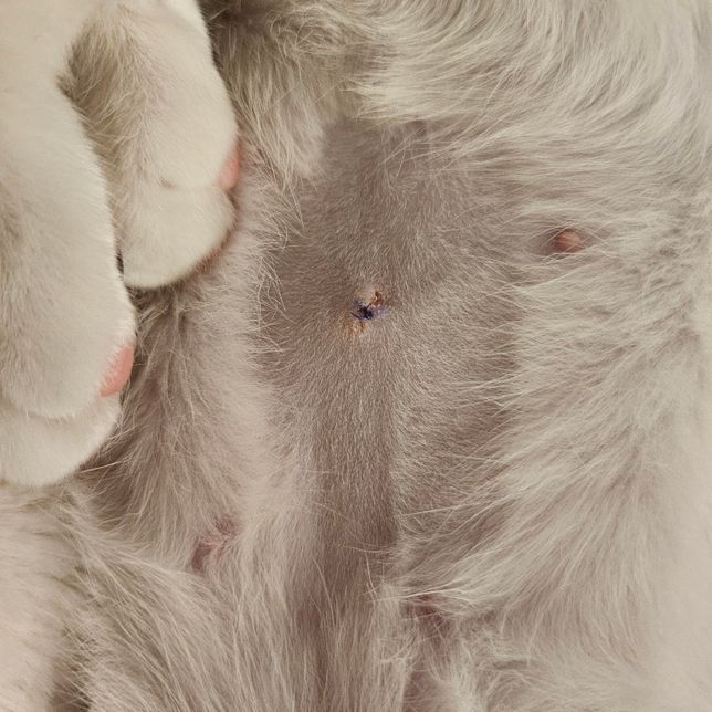 고양이 암컷중성화수술후 상태좀 봐주세요의 0번 째 이미지