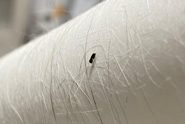 이거 무슨 벌레인가요???????의 1번 째 이미지