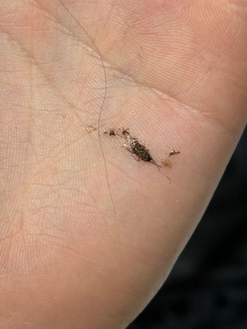 이거 무슨 벌레인가요? 알려 주세요!!의 0번 째 이미지