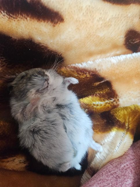 햄스터 동면인가요 죽은건가요...?의 0번 째 이미지