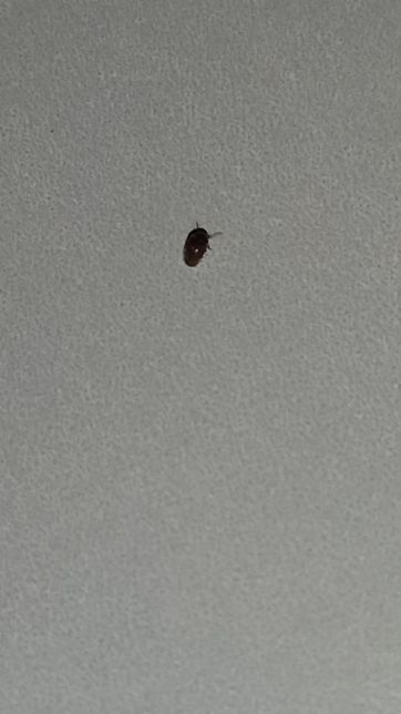 이 벌레의 정체는 무엇인가요 알려주세요의 1번 째 이미지