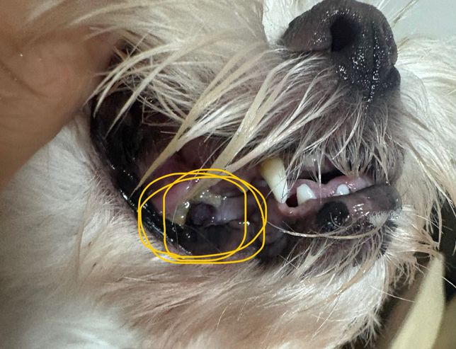 강아지 잇몸에 검은 혹같은게 났어요 뭘까요?...의 0번 째 이미지
