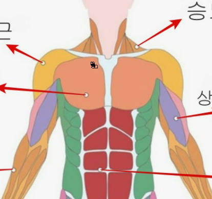 다이어트한약을 먹고있는데요 쇄골에서 두마디 내려온 지점에 살짝 오른쪽이 쑤셔요ㅠㅠ의 0번 째 이미지