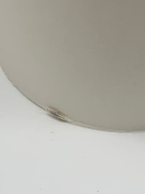 두루마리휴지에서 나왔는데 이 벌레 이름이 뭔가요??의 3번 째 이미지