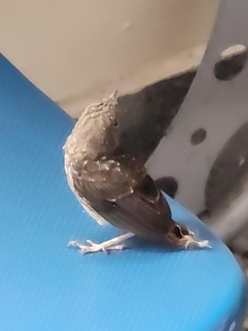 이 새는 이름이 뭔가요 소리나길래 왔는디의 1번 째 이미지