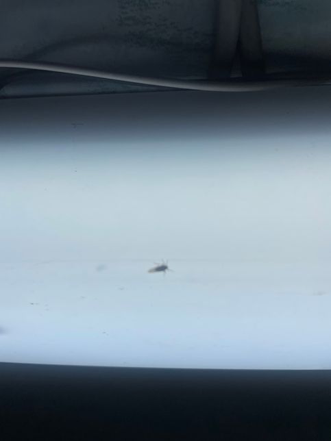 혹시 이거 무슨 벌레인지 아시는 분 ??의 1번 째 이미지