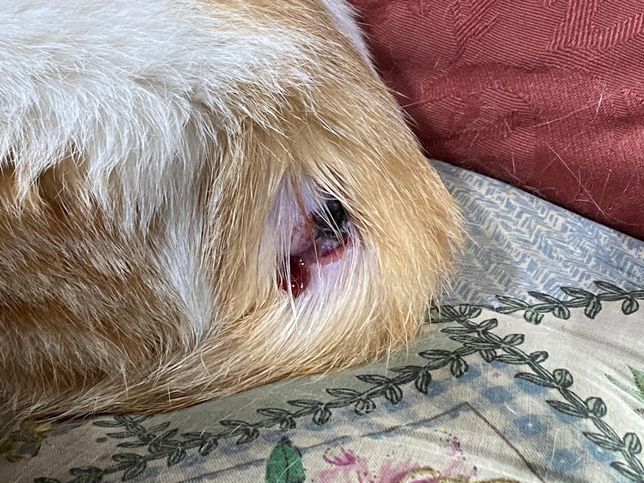 고양이 상처에 사람 가루 마데카솔을 발라도 괜찮을까요의 0번 째 이미지