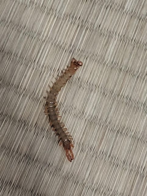 일본거주중인데 이거 지네인가요..?의 0번 째 이미지