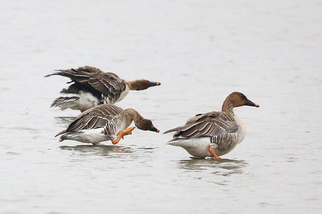 기러기는 왜 다른 오리과 새들보다 얕은 물을 더 선호하나요?의 0번 째 이미지