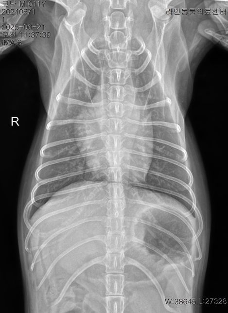 오늘 아침부터 애가 갑자기 강아지 혀가 파래지고 복부가 엄청 단단해지고 똥을 싸고 (정상변) 과호흡이 온 경우는 무슨 경우인가요? 애가 안절부절의 3번 째 이미지