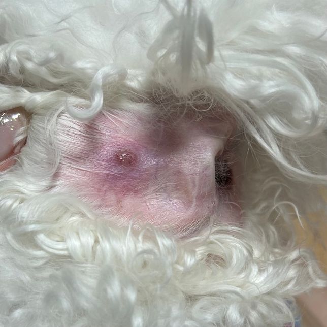 강아지 귀에 염증같은게 생겼는데요..의 1번 째 이미지